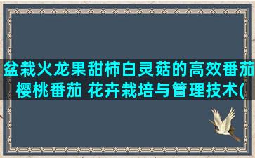 盆栽火龙果甜柿白灵菇的高效番茄樱桃番茄 花卉栽培与管理技术(火龙果盆栽长出白须)